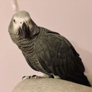Congo African Grey