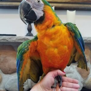 BUY CATALINA MACAW FOR SALE