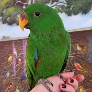 BUY ECLECTUS PARROT FOR SALE