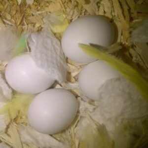 Buy Fertile Black Palm Cockatoo Eggs Online