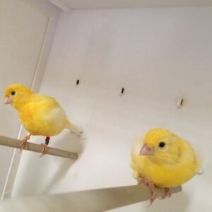 BUY FIFE CANARIES FOR SALE