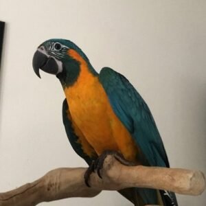 BUY BLUE THROATED MACAW FOR SALE