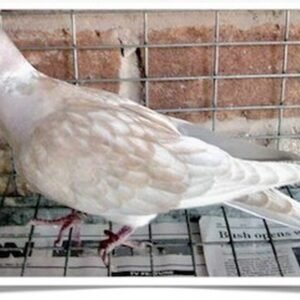 Buy Ash Pearl Ringneck Dove Online