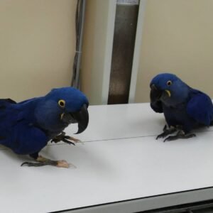 Buy Hyacinth Macaw For Sale